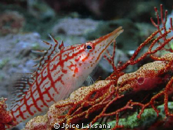 This hawk fish was swimming here and there, try to play h... by Joice Laksana 